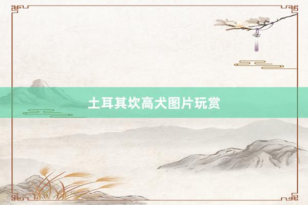 土耳其坎高犬图片玩赏